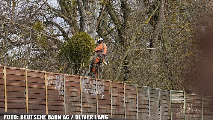DB Fahrwegdienste: Information zur aktuellen Situation in der Vegetation